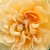 Yellow - Park rose - Buff Beauty